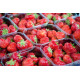 Caserole fructe/legume - fara capac, reciclabile (tratate antiaburire) - 500 GR